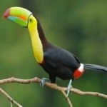 image of bird