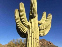 image of cactus