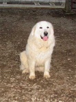 image of animal