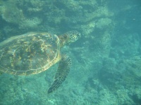 image of animal