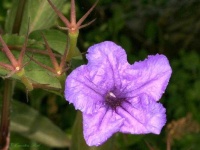 image of mexican_petunia #33