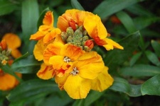 image of flower