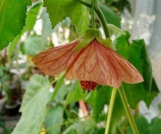 image of flower
