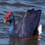 image of bird