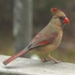 image of bird