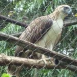 image of bird