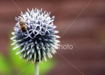 image of flower