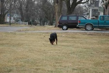 image of rottweiler