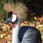 image of bird