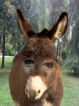 image of animal