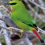 image of bird