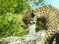 image of jaguar_car