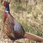 image of ring_necked_pheasant #31