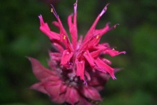 image of flower