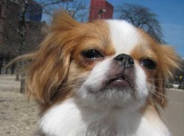 image of animal