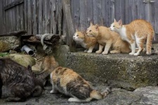 image of feral_cats