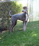 image of standard_poodle
