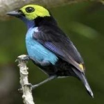 image of bird
