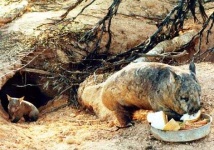 image of wombat