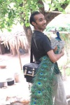 image of peacock