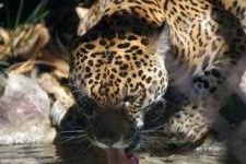 image of jaguar_car