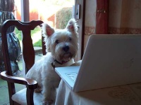 image of west_highland_white_terrier