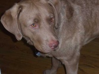 image of chesapeake_bay_retriever