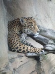 image of jaguar_car