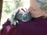 image of koala #1