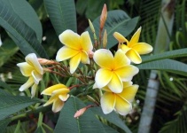 image of flower