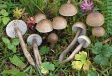 image of mushrooms