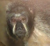 image of guenon