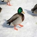 image of bird