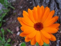 image of flower