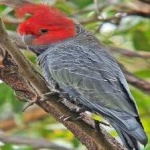 image of bird