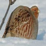 image of bird