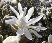 image of flower