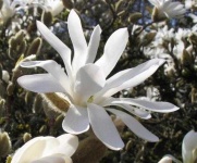 image of magnolia #45