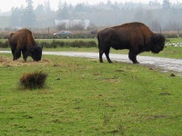 image of bison