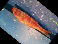 image of fish