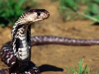 image of snake #8