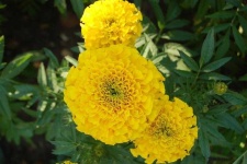 image of flower