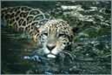image of jaguar_car