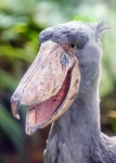 image of stork