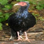 image of bird