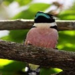 image of bird
