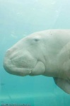 image of dugong