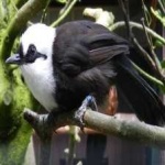 image of bird