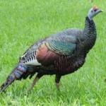 image of ocellated_turkey #24