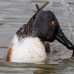 image of bird
